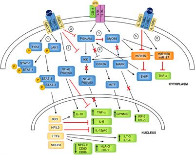 Interleukin-10-Producing DC-10 Is a Unique Tool to Promote Tolerance Via Antigen-Specific T Regulatory Type 1 Cells